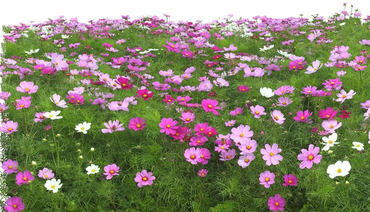 菠菜和豆腐能一起吃嗎？